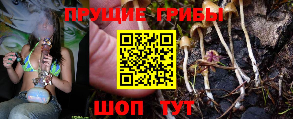 Псилоцибиновые грибы Psilocybine cubensis Краснокаменск